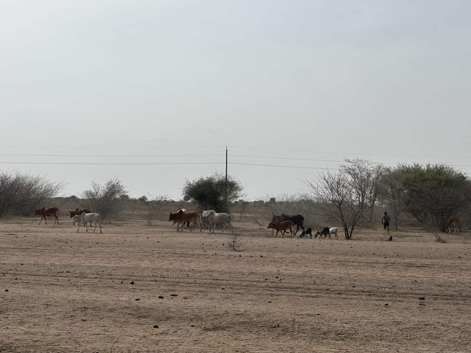 Livestock and pastoralist communities in a drought-affected area