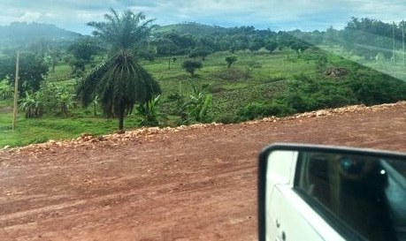 Green landscape at a non-drought-prone study site